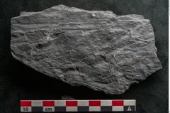 Foto (Detailansicht) von Callipteris sp.  (NHMW-GEO-2024-0188-10918)